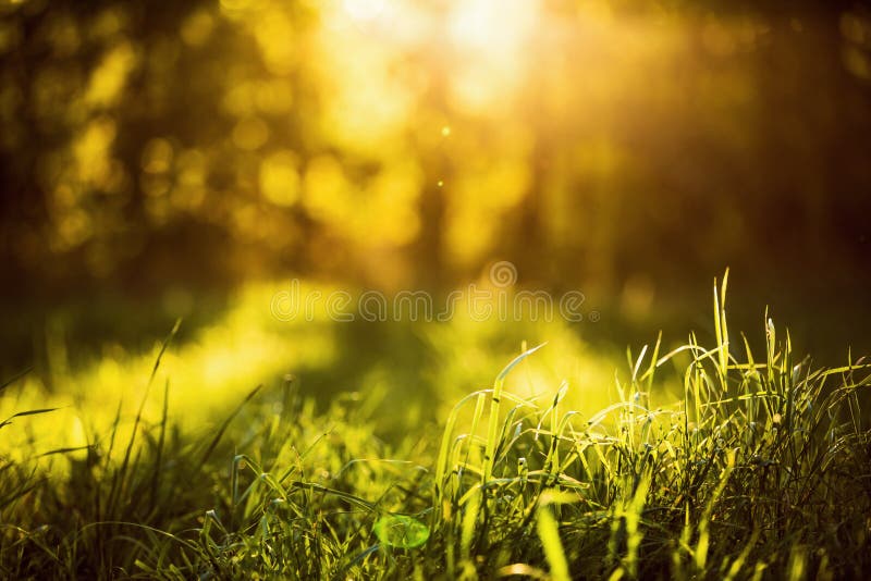 Efecto del bokeh del fondo natural foto de archivo Efecto del bokeh del fondo natural foto de archivo