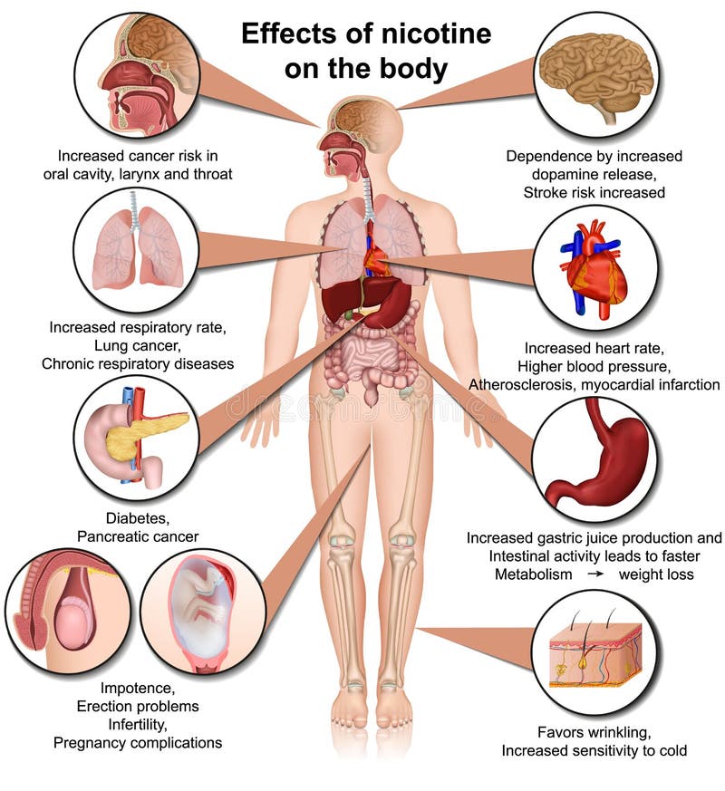 Efectos de la nicotina sobre el infographic médico del ejemplo del vector del cuerpo aislada sobre el fondo blanco