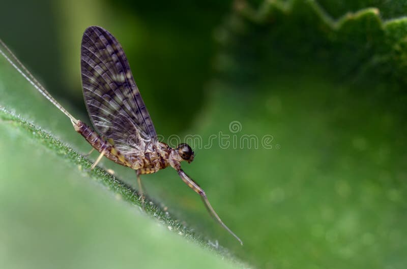 Fu Youmu is known as ephemera, are ancient and special characters, is the most primitive winged insect. A small or medium, elongated, flexible body. Head small, short antennae, setaceous. Compound eye developed, the female often around the eye away from; male eye often larger, or close to, and each compound eye on lower facet are often different, generally the upper facet is larger than the lower half, also has a two part completely separated. SLR 3. For chewing mouthparts for adults, not feeding, no chewing ability, maxillary degradation disappeared, the chin is degraded, often with maxillary palpi. To the chest of the largest, Asung Sa and the adult can fly in the air. The thin wall and shiny, common for white and light yellow. The winged one pair or two pairs, flight vibration frequency is very small. Before, after small and not significant, fin two, triangular, fragile, membranous forewings, is big, hind wing small, also after degradation, erected in the back of the body at rest. Mayfly venation and wing joint is not developed, the most primitive veins, veins numerous, multiple longitudinal veins and transverse veins, reticular. The surface of the wing is plicate. Foot up, only for a while. Tarsal 1 a 5, distal end having claws 1 on the. Abdominal section 11, section eleventh only narrow annular plate. Male tenth trailing edge has 1 on the front foot is extended to form a holding device, 3 a 4, a 1 section, for use in flight to seize the. On the inner side has two pairs of short and simple penis. Female genital pore 1, opening in seventh, the 8 abdominal segment of the ventral. Ovarian cancer section arrangement. Sexual reproduction of Kong Juncheng. The last abdominal 1 pairs of segmented cerci long filaments, eleventh backplane section often is extended to form a tail wire. Cercus and more slender tail section, with the order thysanura insect similar. Fu Youmu is known as ephemera, are ancient and special characters, is the most primitive winged insect. A small or medium, elongated, flexible body. Head small, short antennae, setaceous. Compound eye developed, the female often around the eye away from; male eye often larger, or close to, and each compound eye on lower facet are often different, generally the upper facet is larger than the lower half, also has a two part completely separated. SLR 3. For chewing mouthparts for adults, not feeding, no chewing ability, maxillary degradation disappeared, the chin is degraded, often with maxillary palpi. To the chest of the largest, Asung Sa and the adult can fly in the air. The thin wall and shiny, common for white and light yellow. The winged one pair or two pairs, flight vibration frequency is very small. Before, after small and not significant, fin two, triangular, fragile, membranous forewings, is big, hind wing small, also after degradation, erected in the back of the body at rest. Mayfly venation and wing joint is not developed, the most primitive veins, veins numerous, multiple longitudinal veins and transverse veins, reticular. The surface of the wing is plicate. Foot up, only for a while. Tarsal 1 a 5, distal end having claws 1 on the. Abdominal section 11, section eleventh only narrow annular plate. Male tenth trailing edge has 1 on the front foot is extended to form a holding device, 3 a 4, a 1 section, for use in flight to seize the. On the inner side has two pairs of short and simple penis. Female genital pore 1, opening in seventh, the 8 abdominal segment of the ventral. Ovarian cancer section arrangement. Sexual reproduction of Kong Juncheng. The last abdominal 1 pairs of segmented cerci long filaments, eleventh backplane section often is extended to form a tail wire. Cercus and more slender tail section, with the order thysanura insect similar.