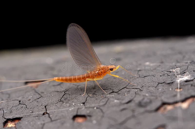 Fu Youmu is known as ephemera, are ancient and special characters, is the most primitive winged insect. A small or medium, elongated, flexible body. Head small, short antennae, setaceous. Compound eye developed, the female often around the eye away from; male eye often larger, or close to, and each compound eye on lower facet are often different, generally the upper facet is larger than the lower half, also has a two part completely separated. SLR 3. For chewing mouthparts for adults, not feeding, no chewing ability, maxillary degradation disappeared, the chin is degraded, often with maxillary palpi. To the chest of the largest, Asung Sa and the adult can fly in the air. The thin wall and shiny, common for white and light yellow. The winged one pair or two pairs, flight vibration frequency is very small. Before, after small and not significant, fin two, triangular, fragile, membranous forewings, is big, hind wing small, also after degradation, erected in the back of the body at rest. Mayfly venation and wing joint is not developed, the most primitive veins, veins numerous, multiple longitudinal veins and transverse veins, reticular. The surface of the wing is plicate. Foot up, only for a while. Tarsal 1 a 5, distal end having claws 1 on the. Abdominal section 11, section eleventh only narrow annular plate. Male tenth trailing edge has 1 on the front foot is extended to form a holding device, 3 a 4, a 1 section, for use in flight to seize the. On the inner side has two pairs of short and simple penis. Female genital pore 1, opening in seventh, the 8 abdominal segment of the ventral. Ovarian cancer section arrangement. Sexual reproduction of Kong Juncheng. The last abdominal 1 pairs of segmented cerci long filaments, eleventh backplane section often is extended to form a tail wire. Cercus and more slender tail section, with the order thysanura insect similar. Fu Youmu is known as ephemera, are ancient and special characters, is the most primitive winged insect. A small or medium, elongated, flexible body. Head small, short antennae, setaceous. Compound eye developed, the female often around the eye away from; male eye often larger, or close to, and each compound eye on lower facet are often different, generally the upper facet is larger than the lower half, also has a two part completely separated. SLR 3. For chewing mouthparts for adults, not feeding, no chewing ability, maxillary degradation disappeared, the chin is degraded, often with maxillary palpi. To the chest of the largest, Asung Sa and the adult can fly in the air. The thin wall and shiny, common for white and light yellow. The winged one pair or two pairs, flight vibration frequency is very small. Before, after small and not significant, fin two, triangular, fragile, membranous forewings, is big, hind wing small, also after degradation, erected in the back of the body at rest. Mayfly venation and wing joint is not developed, the most primitive veins, veins numerous, multiple longitudinal veins and transverse veins, reticular. The surface of the wing is plicate. Foot up, only for a while. Tarsal 1 a 5, distal end having claws 1 on the. Abdominal section 11, section eleventh only narrow annular plate. Male tenth trailing edge has 1 on the front foot is extended to form a holding device, 3 a 4, a 1 section, for use in flight to seize the. On the inner side has two pairs of short and simple penis. Female genital pore 1, opening in seventh, the 8 abdominal segment of the ventral. Ovarian cancer section arrangement. Sexual reproduction of Kong Juncheng. The last abdominal 1 pairs of segmented cerci long filaments, eleventh backplane section often is extended to form a tail wire. Cercus and more slender tail section, with the order thysanura insect similar.