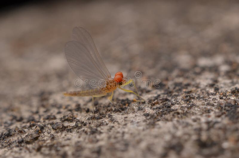 Fu Youmu is known as ephemera, are ancient and special characters, is the most primitive winged insect. A small or medium, elongated, flexible body. Head small, short antennae, setaceous. Compound eye developed, the female often around the eye away from; male eye often larger, or close to, and each compound eye on lower facet are often different, generally the upper facet is larger than the lower half, also has a two part completely separated. SLR 3. For chewing mouthparts for adults, not feeding, no chewing ability, maxillary degradation disappeared, the chin is degraded, often with maxillary palpi. To the chest of the largest, Asung Sa and the adult can fly in the air. The thin wall and shiny, common for white and light yellow. The winged one pair or two pairs, flight vibration frequency is very small. Before, after small and not significant, fin two, triangular, fragile, membranous forewings, is big, hind wing small, also after degradation, erected in the back of the body at rest. Mayfly venation and wing joint is not developed, the most primitive veins, veins numerous, multiple longitudinal veins and transverse veins, reticular. The surface of the wing is plicate. Foot up, only for a while. Tarsal 1 a 5, distal end having claws 1 on the. Abdominal section 11, section eleventh only narrow annular plate. Male tenth trailing edge has 1 on the front foot is extended to form a holding device, 3 a 4, a 1 section, for use in flight to seize the. On the inner side has two pairs of short and simple penis. Female genital pore 1, opening in seventh, the 8 abdominal segment of the ventral. Ovarian cancer section arrangement. Sexual reproduction of Kong Juncheng. The last abdominal 1 pairs of segmented cerci long filaments, eleventh backplane section often is extended to form a tail wire. Cercus and more slender tail section, with the order thysanura insect similar. Fu Youmu is known as ephemera, are ancient and special characters, is the most primitive winged insect. A small or medium, elongated, flexible body. Head small, short antennae, setaceous. Compound eye developed, the female often around the eye away from; male eye often larger, or close to, and each compound eye on lower facet are often different, generally the upper facet is larger than the lower half, also has a two part completely separated. SLR 3. For chewing mouthparts for adults, not feeding, no chewing ability, maxillary degradation disappeared, the chin is degraded, often with maxillary palpi. To the chest of the largest, Asung Sa and the adult can fly in the air. The thin wall and shiny, common for white and light yellow. The winged one pair or two pairs, flight vibration frequency is very small. Before, after small and not significant, fin two, triangular, fragile, membranous forewings, is big, hind wing small, also after degradation, erected in the back of the body at rest. Mayfly venation and wing joint is not developed, the most primitive veins, veins numerous, multiple longitudinal veins and transverse veins, reticular. The surface of the wing is plicate. Foot up, only for a while. Tarsal 1 a 5, distal end having claws 1 on the. Abdominal section 11, section eleventh only narrow annular plate. Male tenth trailing edge has 1 on the front foot is extended to form a holding device, 3 a 4, a 1 section, for use in flight to seize the. On the inner side has two pairs of short and simple penis. Female genital pore 1, opening in seventh, the 8 abdominal segment of the ventral. Ovarian cancer section arrangement. Sexual reproduction of Kong Juncheng. The last abdominal 1 pairs of segmented cerci long filaments, eleventh backplane section often is extended to form a tail wire. Cercus and more slender tail section, with the order thysanura insect similar.