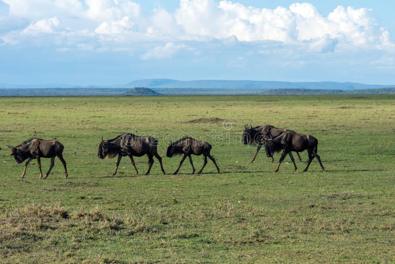 Efetivo selvagem que caminha nas grandes planícies de Masai mara no quênia fotografia de stock Efetivo selvagem que caminha nas grandes planícies de Masai mara no quênia fotografia de stock