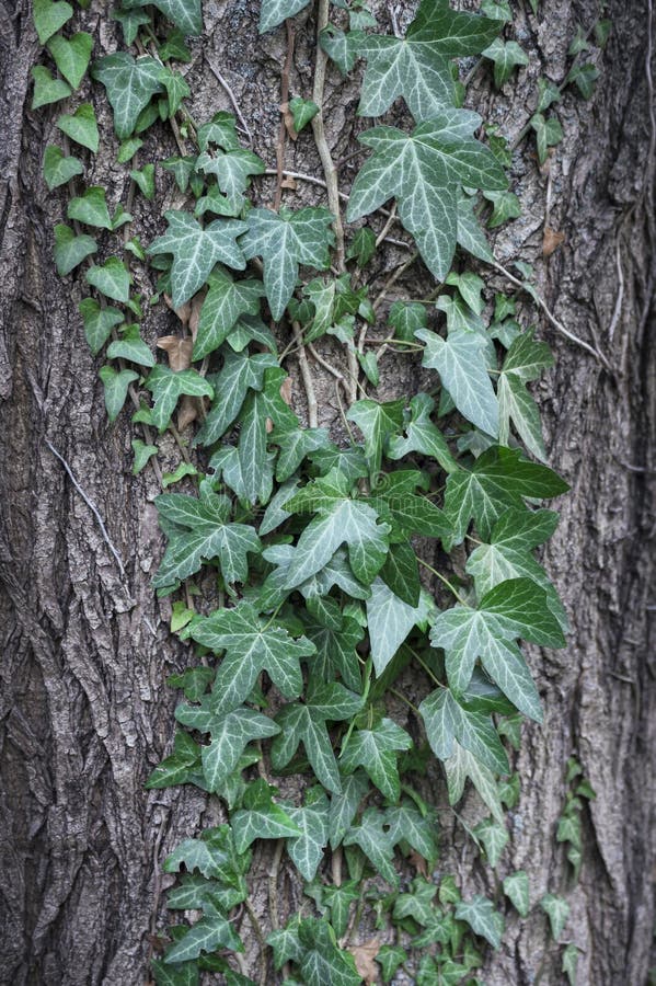 Efeu Oder Efeu. Hedera Helix Zum Baumstamm. Stockbild Bild von jahre