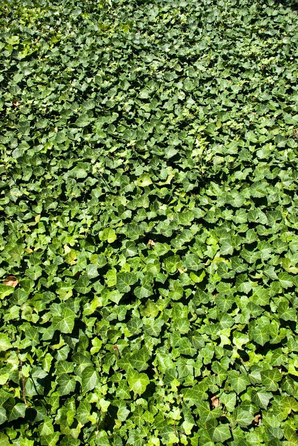 Efeu-plattierte Wand lizenzfreie stockbilder Efeu-plattierte Wand lizenzfreie stockbilder