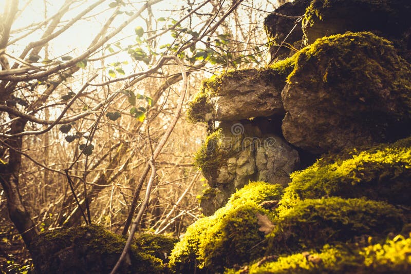 Efeu- und Moosbedeckungstrockenmauer lizenzfreies stockbild Efeu- und Moosbedeckungstrockenmauer lizenzfreies stockbild