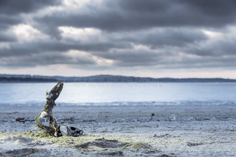 Effect of the drought stock photo. Image of lake, closeup Biology Diagrams