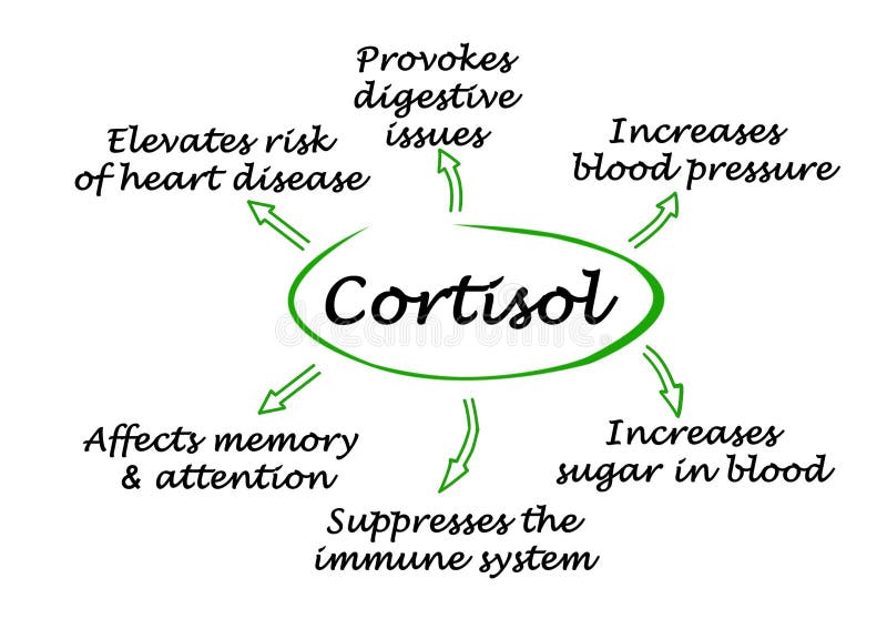 Effects of Cortisol on Organism Stock Illustration Illustration of