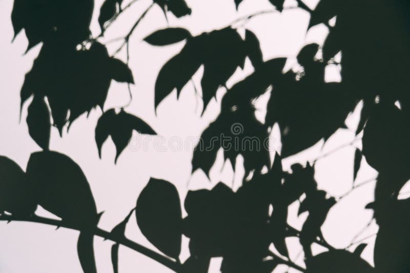Effet brouillé abstrait de recouvrement d'ombre sur le mur blanc de la branche avec des feuilles Moquerie noire et blanche comme