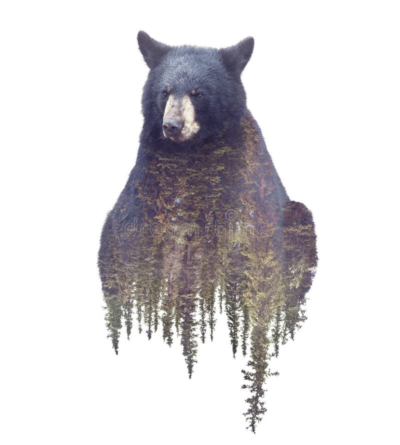 Effet d'ours et de Forest Watercolor Double Exposure images stock Effet d'ours et de Forest Watercolor Double Exposure images stock