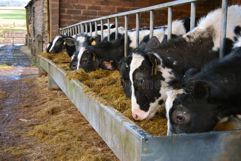 Black and white cows on dairy farm in winter feeding from a trough of hay. Black and white cows on dairy farm in winter feeding from a trough of hay