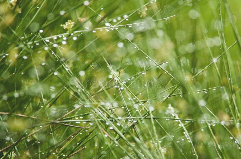 Effusus del Juncus in pioggia, Regno Unito, estate fotografia stock Effusus del Juncus in pioggia, Regno Unito, estate fotografia stock