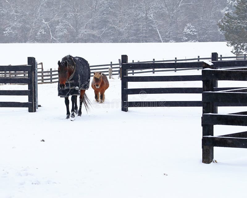 Horse and pony plodding through the snow toward the barn during a minor blizzard in east central Missouri. Horse and pony plodding through the snow toward the barn during a minor blizzard in east central Missouri