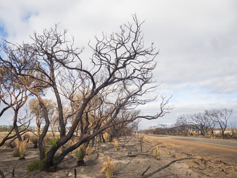 Burned trees on roadside on Kangaroo Island, Australia after the devastating 2020 bush fires. Burned trees on roadside on Kangaroo Island, Australia after the devastating 2020 bush fires.