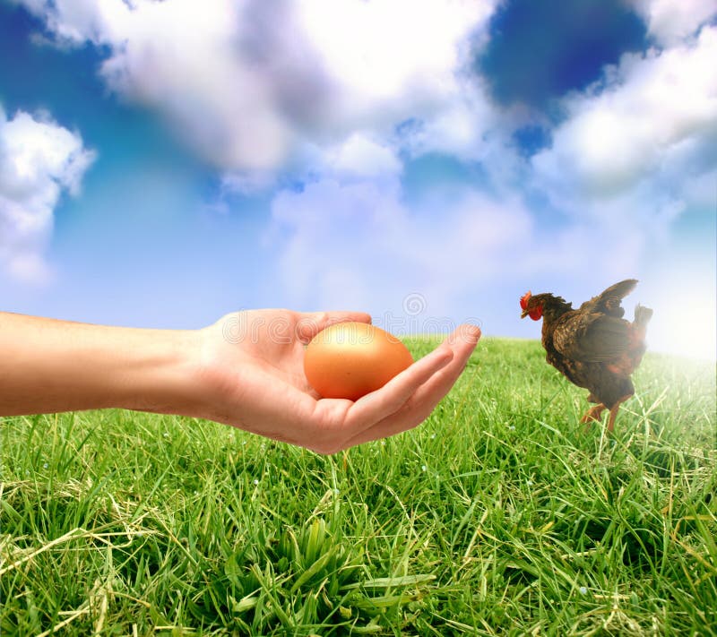 Egg stock photo. Image of summer, grass, factory, grassland 4440170