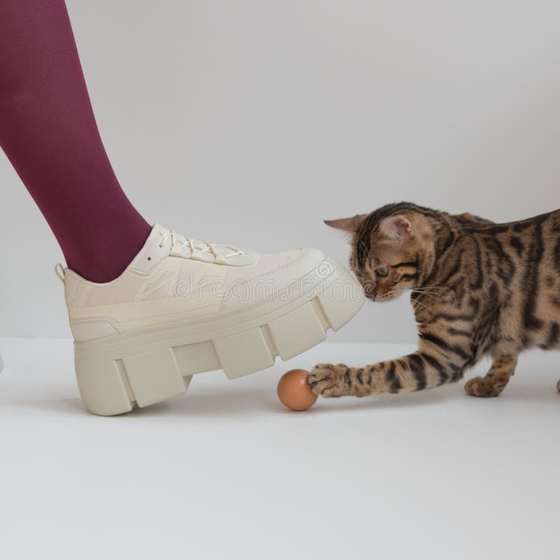 An Egg Over Which a Leg Hung in Coarse and Massive Shoes. the Concept of  Danger and Insurance. the Cat is Playing with the Egg Stock Photo - Image  of footwear, fashion: