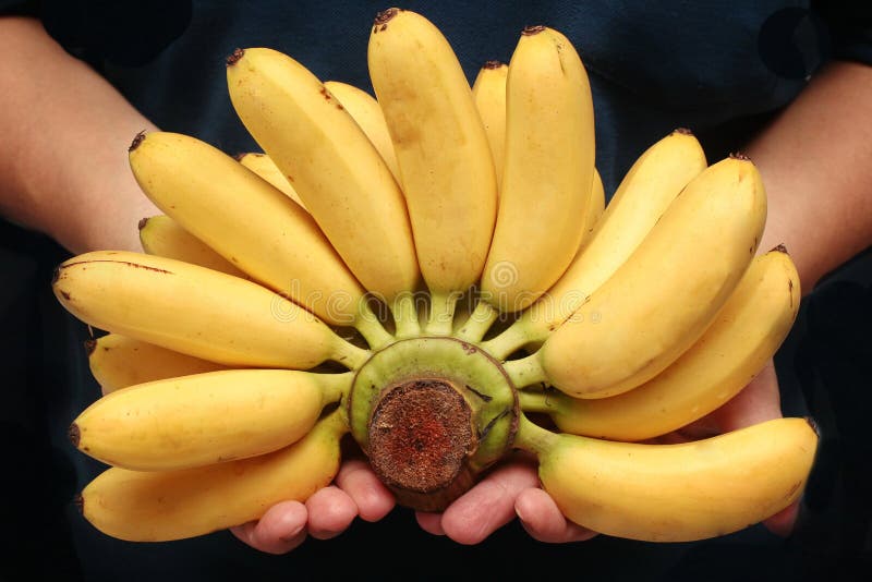 Egg banana Or Pisang Mas  Is Famous Fruit Of Thailand 