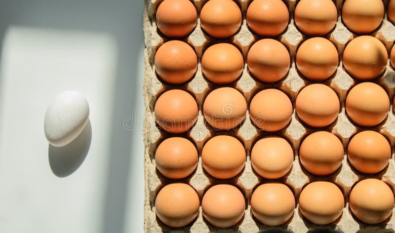 The egg cassette contains eggs with brown shells stock image The egg cassette contains eggs with brown shells stock image