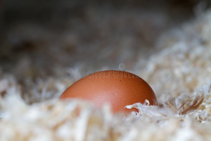 Egg in chicken coop stock photo. Image of farming, agriculture 216450856
