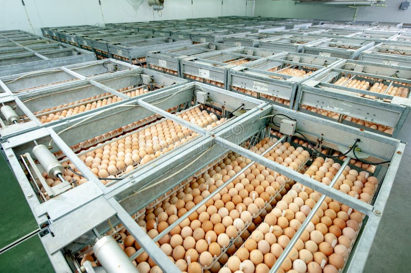 Egg Factory with GOOD Quality Control Stock Image Image of abundance