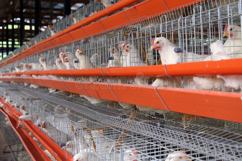 En la jaula en aves de corral.