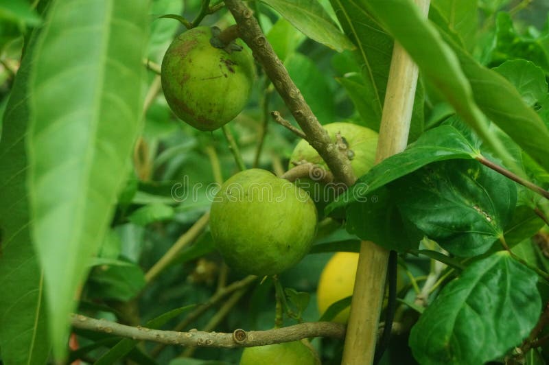 Egg Fruit, Growing on Fruit Trees Stock Photo Image of food, close