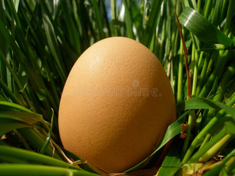 Egg in grass