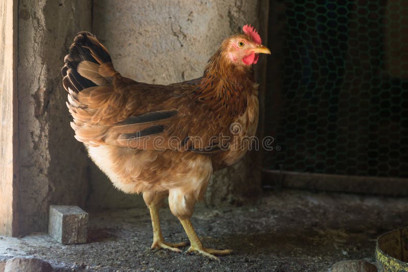 Egg Laying Chicken Domestic Hen In A Chicken Coop Stock Image Image