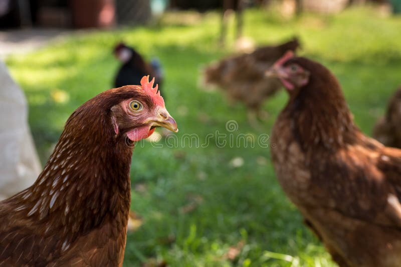 Flock of Turkeys stock image. Image of flock, bird, brown 18102653