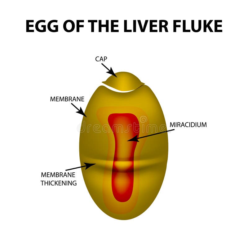 Liver Fluke Structure. Hepatic Fluke. Egg Trematodes Structure. Set
