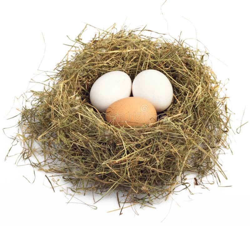 Egg in nest stock image. Image of baby, pamper, creation 18474533