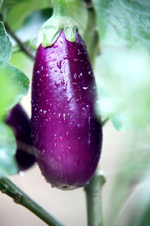 1,700+ Plant vein Free Stock Photos StockFreeImages