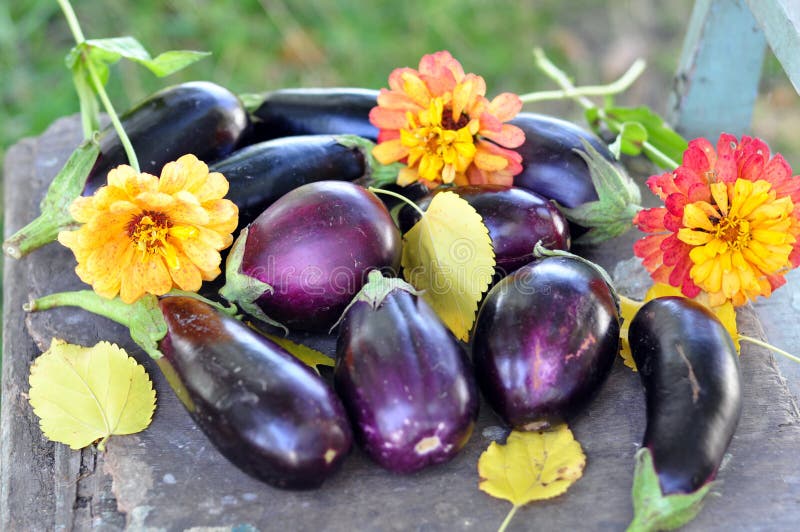 Egg-plants and flowers