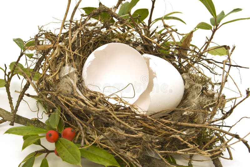 Bird Nest And Broken Egg Shells Stock Photo Image of shell, fragile
