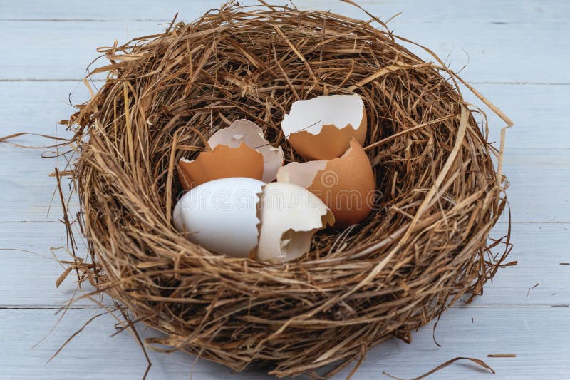 Egg shells in a chicken nest on a white board
