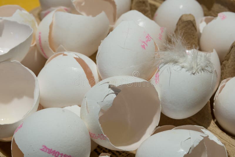 Egg shells stock photo. Image of consumption, empty, white 52698868