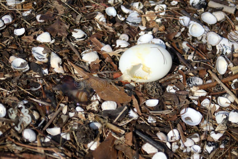 Egg in shells royalty free stock photography Egg in shells royalty free stock photography