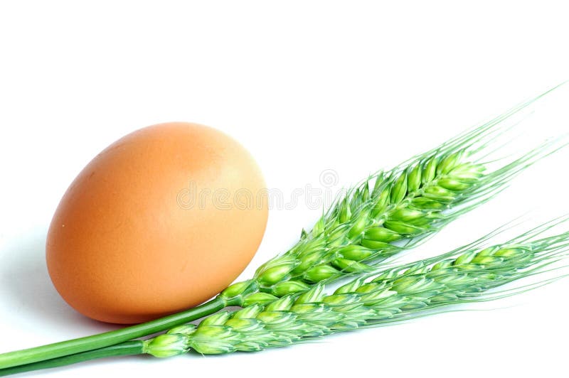 Egg and wheat