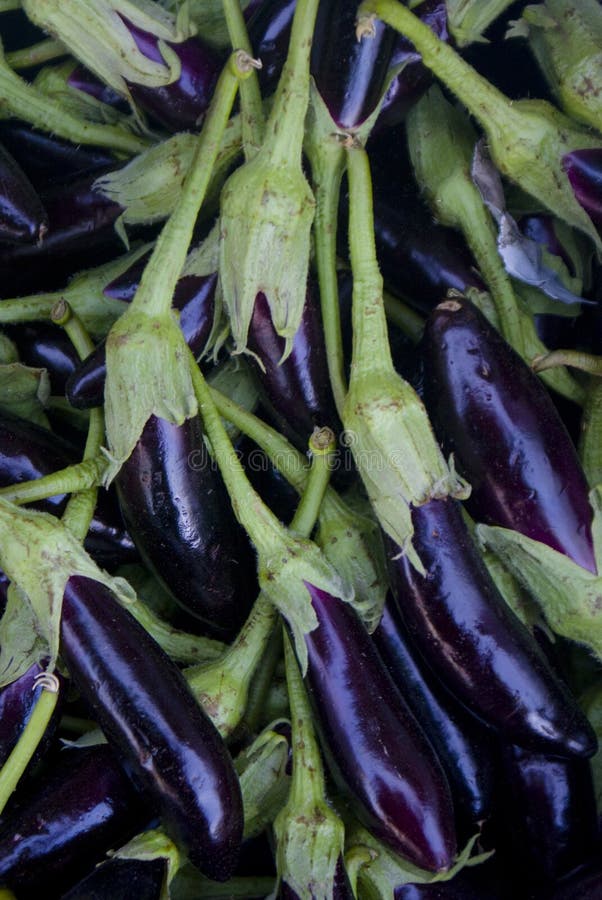 Okra plant stock photo. Image of fingers, green, gumbo 15571122