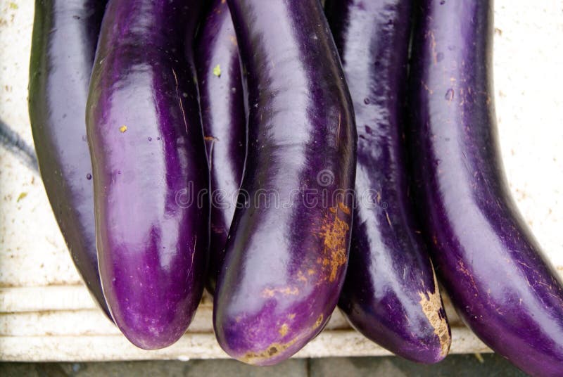 Mature Eggplant Growing In A Backyard Garden Stock Photo Image of