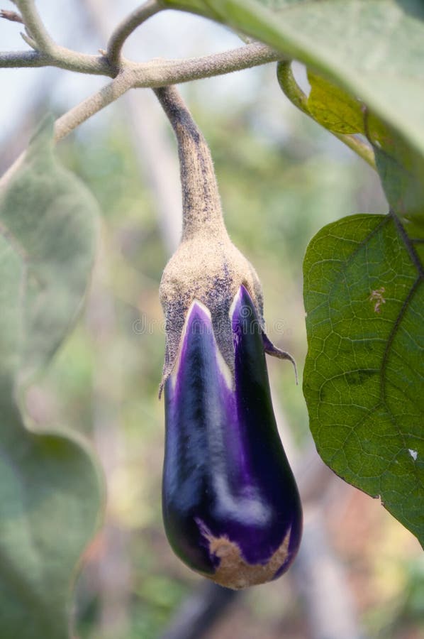 728 Eggplant Vine Stock Photos Free & RoyaltyFree Stock Photos from