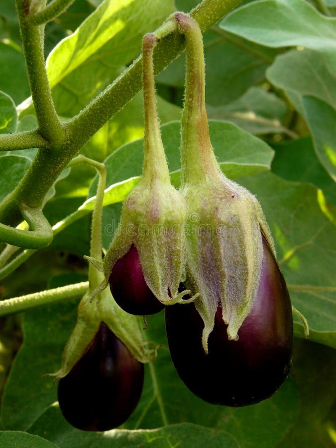 eggplant fotos de stock royalty free eggplant fotos de stock royalty free