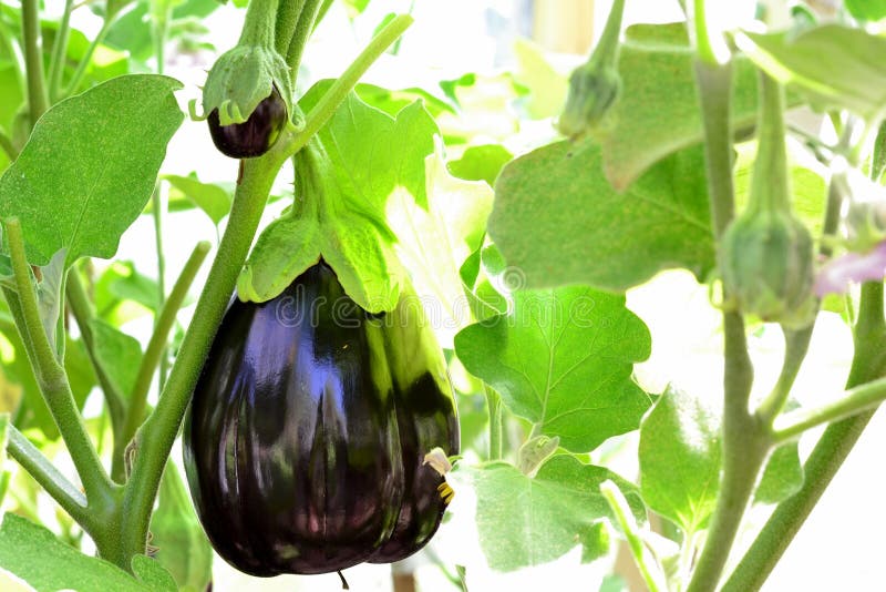 Eggplant (aubergine) in the Greenhouse Stock Image Image of