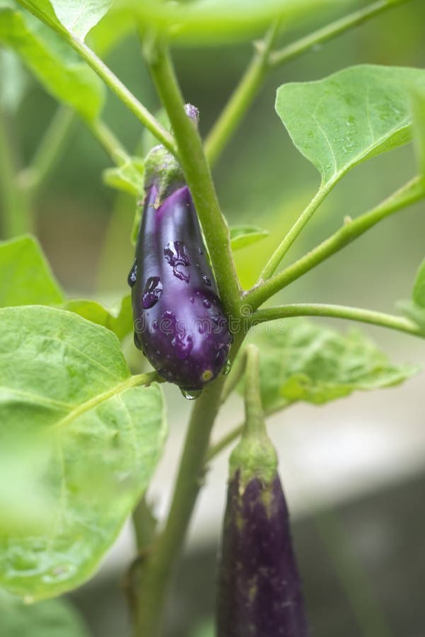 Eggplant stock photo. Image of leaves, fresh, dark, harvested 227259932