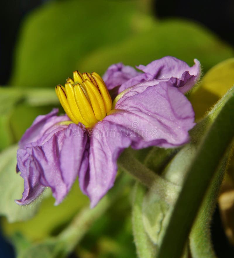 Eggplant Flower