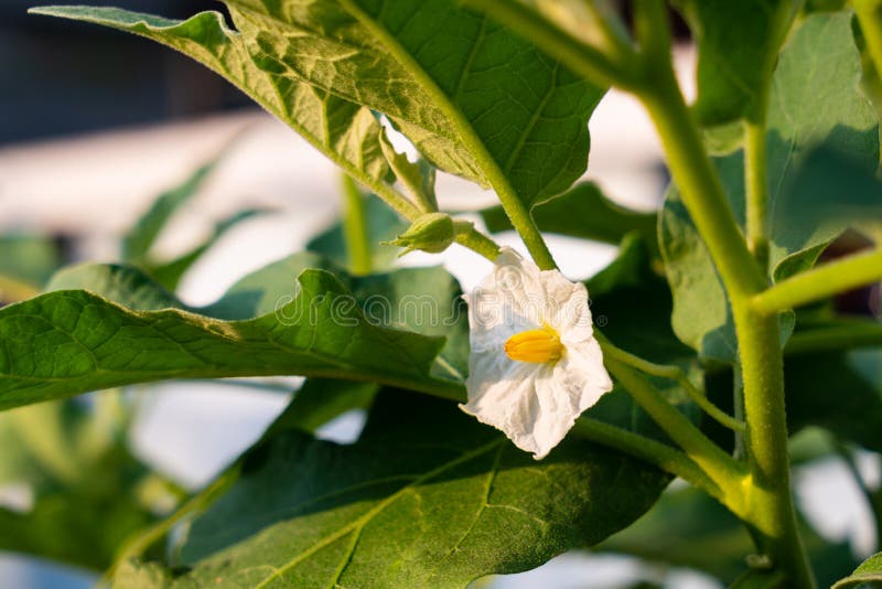 Eggplant flower stock image. Image of vegetables, time 15570931