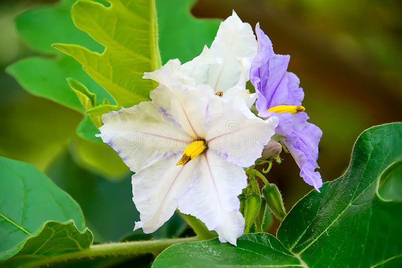 Eggplant flower stock image. Image of diet, cooking 112816585