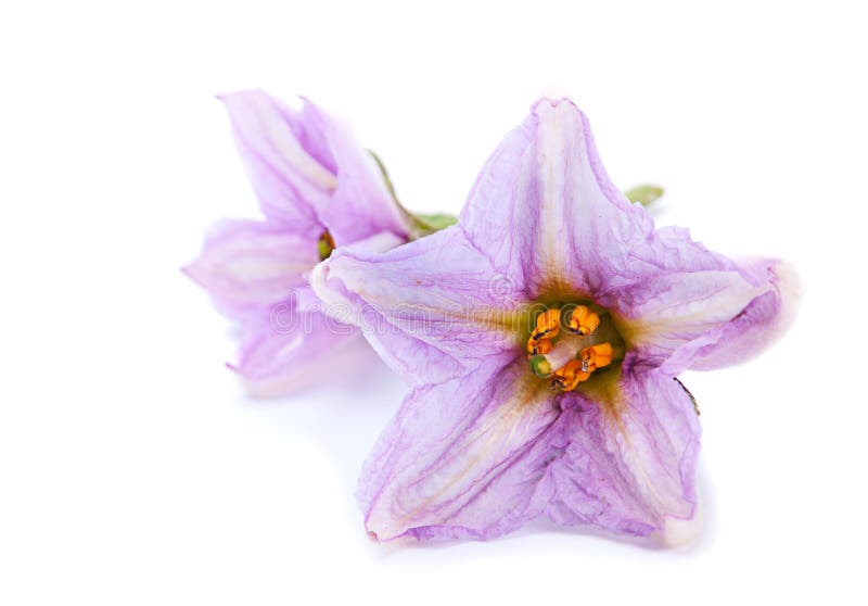 Eggplant flower on white stock image. Image of flower 44036985