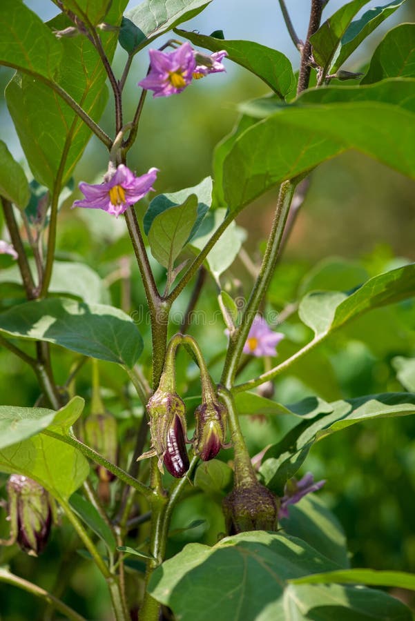 Eggplant with Flowers in the Garden Stock Image Image of natural