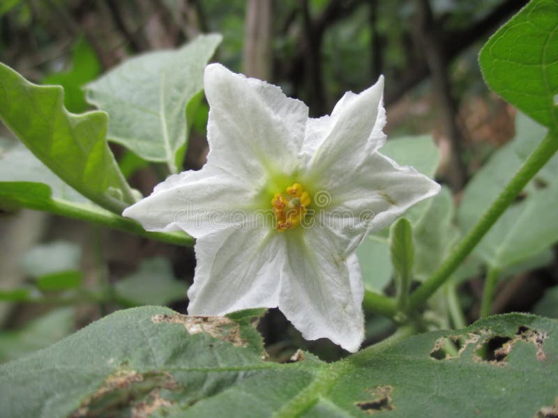 Eggplant flowers stock image. Image of flowers, beautiful 105853831