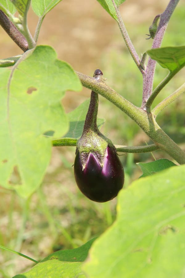 Eggplant growth stages stock image. Image of concept 66386821